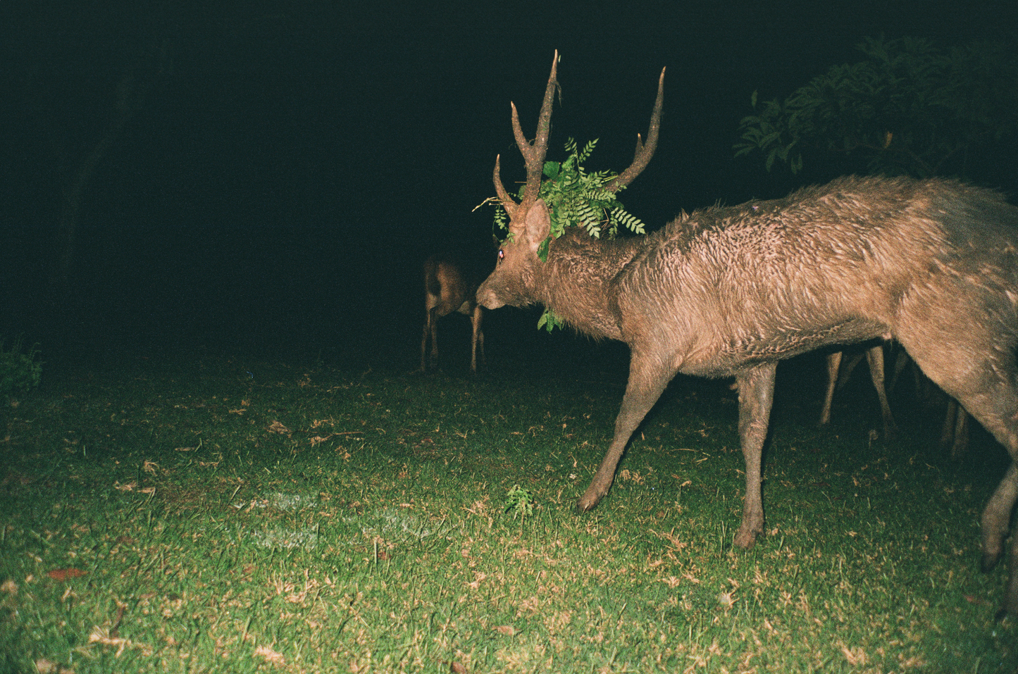POSTER - Snakes & Surf Breaks