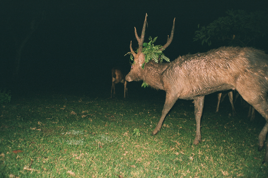 POSTER - Snakes & Surf Breaks