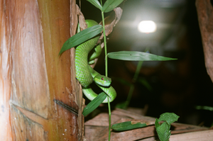 POSTER - Snakes & Surf Breaks