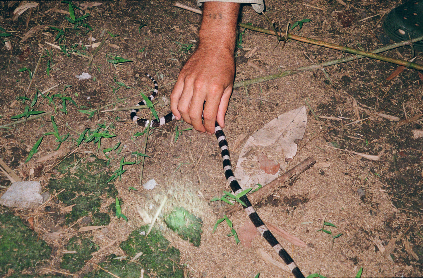 POSTER - Snakes & Surf Breaks
