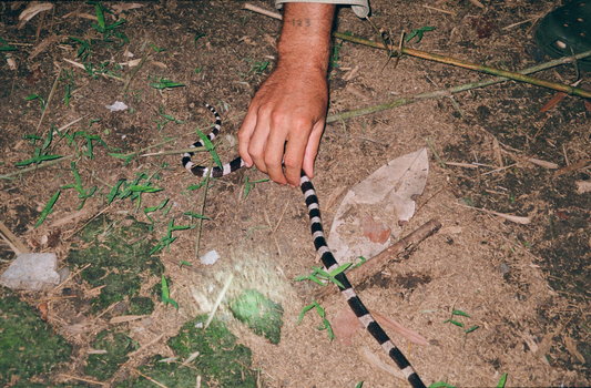 POSTER - Snakes & Surf Breaks