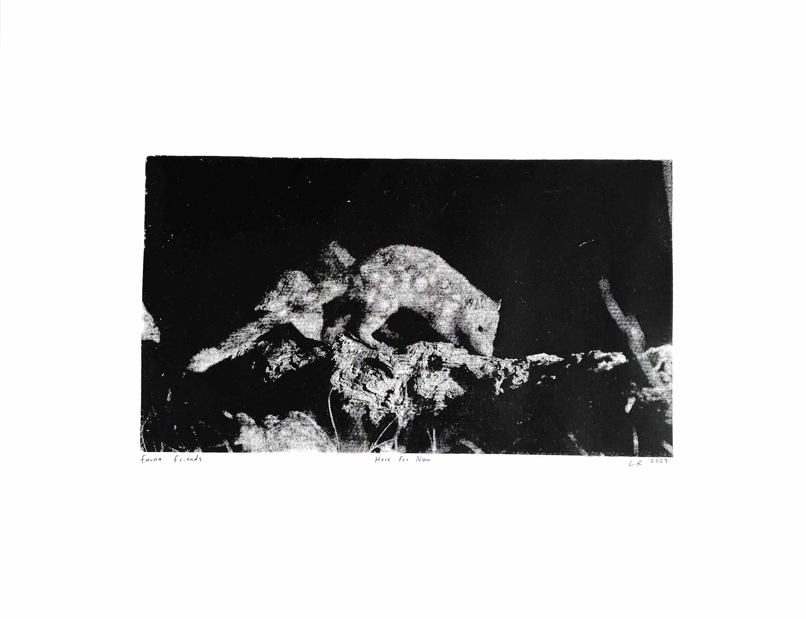 QUOLL POSTER – FAUNA FRIENDS